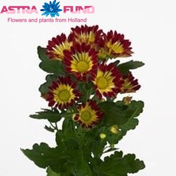 Chrysanthemum Indicum Grp tros Roma Red photo