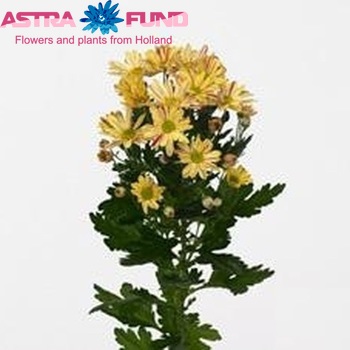 Chrysanthemum Indicum Grp tros Sinclair Yellow zdjęcie