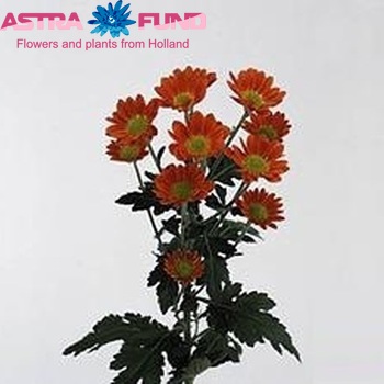 Chrysanthemum Indicum Grp tros 'Space Age' Foto