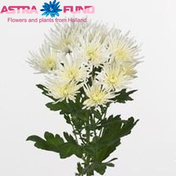 Chrysanthemum Indicum Grp tros Spiderman zdjęcie