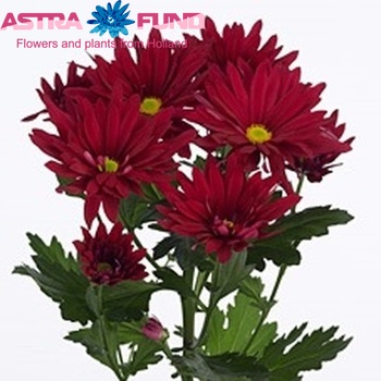 Chrysanthemum Indicum Grp tros Stellini Velvet zdjęcie