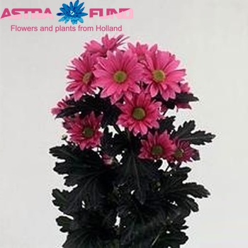 Chrysanthemum Indicum Grp tros 'Streamer' zdjęcie