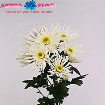 Chrysanthemum Indicum Grp tros Supernova Foto