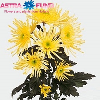 Chrysanthemum Indicum Grp tros Supernova Yellow foto