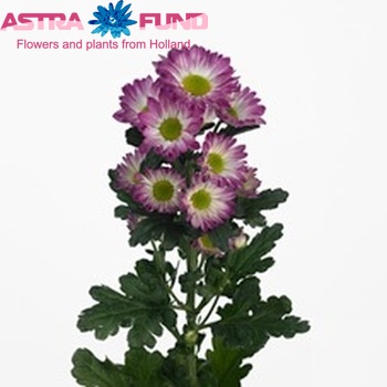 Chrysanthemum Indicum Grp tros Tu-Excellent! foto