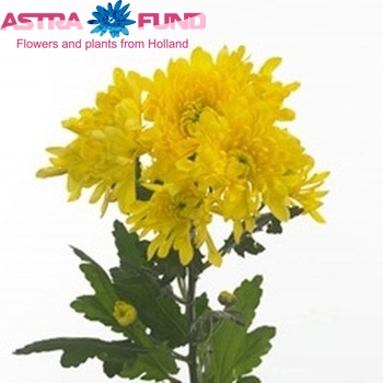 Chrysanthemum Indicum Grp tros Tu-Lisanne! foto