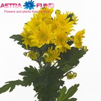 Chrysanthemum Indicum Grp tros Tu-Lisenka! фото