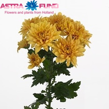 Chrysanthemum Indicum Grp tros 'Tuvalu' zdjęcie