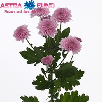 Chrysanthemum Indicum Grp tros Voice foto