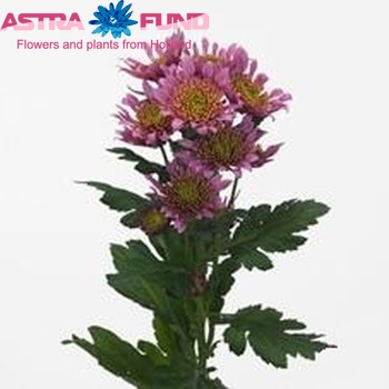 Chrysanthemum Indicum Grp tros Wedding zdjęcie