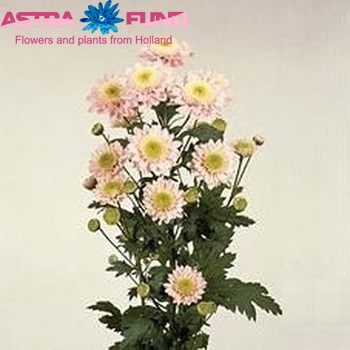 Chrysanthemum Indicum Grp tros 'Weldon' Foto