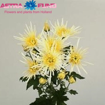 Chrysanthemum Indicum Grp tros 'White Spider' фото