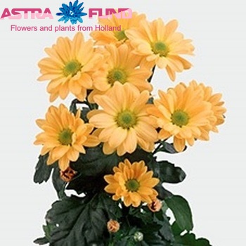 Chrysanthemum Indicum Grp tros 'Wimbledon Orange' zdjęcie