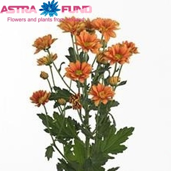 Chrysanthemum Indicum Grp tros 'Woodpecker Dark' photo