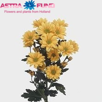 Chrysanthemum Indicum Grp tros 'Woodpecker Golden' Foto