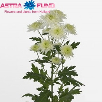 Chrysanthemum Indicum Grp tros 'Zembla Funky' zdjęcie