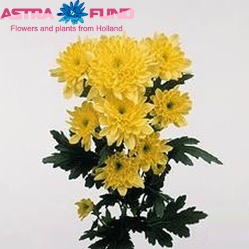 Chrysanthemum Indicum Grp tros 'Zembla Yellow' foto