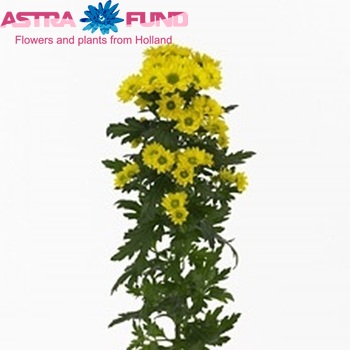 Chrysanthemum Indicum Grp tros santini Allyellow zdjęcie