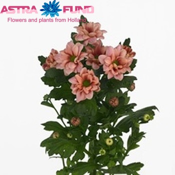 Chrysanthemum Indicum Grp tros santini Anne Foto