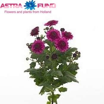 Chrysanthemum Indicum Grp tros santini Boogie Purple photo