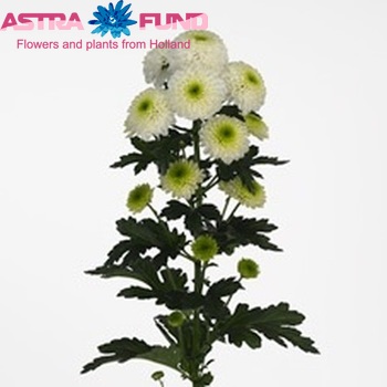 Chrysanthemum Indicum Grp tros santini Bovist zdjęcie