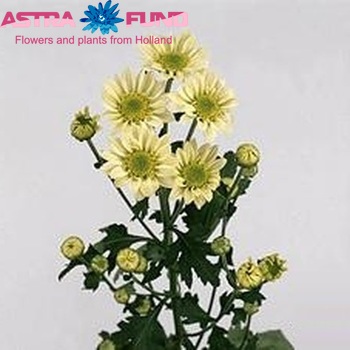 Chrysanthemum Indicum Grp tros santini 'Britney' Foto