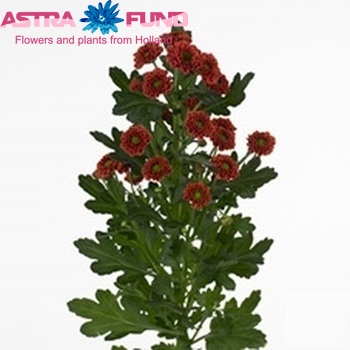 Chrysanthemum Indicum Grp tros santini 'Browny' Foto