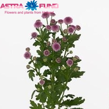 Хризантема индийская кустовая santini Cadena Purple фото