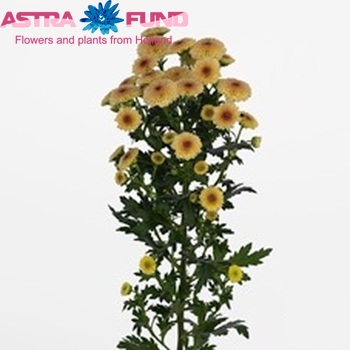 Chrysanthemum Indicum Grp tros santini Calimero Apricot foto