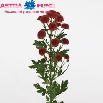 Chrysanthemum Indicum Grp tros santini Calimero Bronze zdjęcie