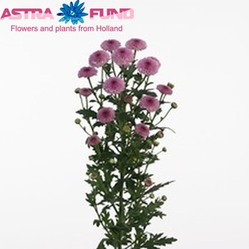 Хризантема индийская кустовая santini Calimero Dark Pink фото