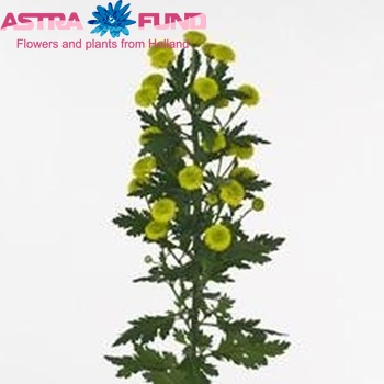 Chrysanthemum Indicum Grp tros santini Calimero Green foto