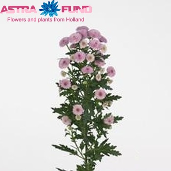 Хризантема индийская кустовая santini Calimero Pink фото