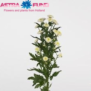 Chrysanthemum Indicum Grp tros santini Calimero White Foto