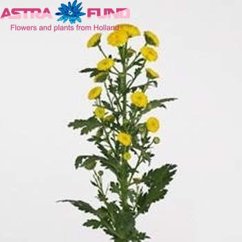 Chrysanthemum Indicum Grp tros santini Calimero Yellow Foto