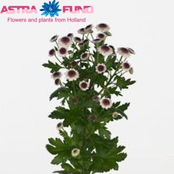 Chrysanthemum Indicum Grp tros santini Cedis zdjęcie