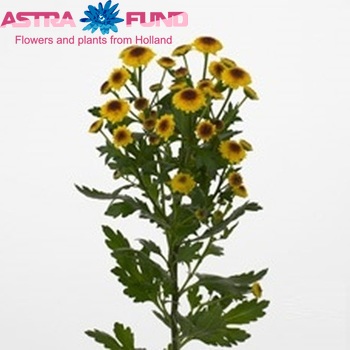 Chrysanthemum Indicum Grp tros santini Cedis Yellow zdjęcie