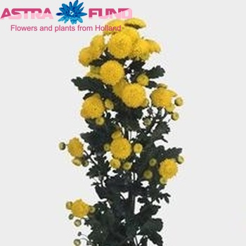 Chrysanthemum Indicum Grp tros santini 'City' фото