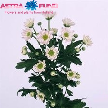 Chrysanthemum Indicum Grp tros santini 'Classic White' photo