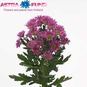 Chrysanthemum Indicum Grp tros santini Confetti Dark фото