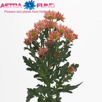 Chrysanthemum Indicum Grp tros santini Confetti Salmon фото