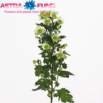 Chrysanthemum Indicum Grp tros santini 'Energy' Foto