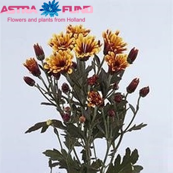 Chrysanthemum Indicum Grp tros santini 'Flycatcher' zdjęcie