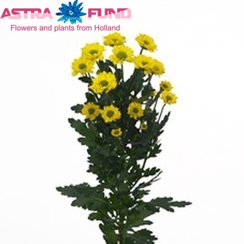 Chrysanthemum Indicum Grp tros santini Forward photo