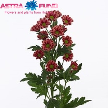 Chrysanthemum Indicum Grp tros santini Fox photo