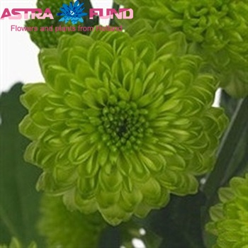 Chrysanthemum Indicum Grp tros santini 'Froggy' фото