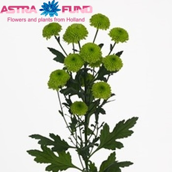 Chrysanthemum Indicum Grp tros santini Frosk foto