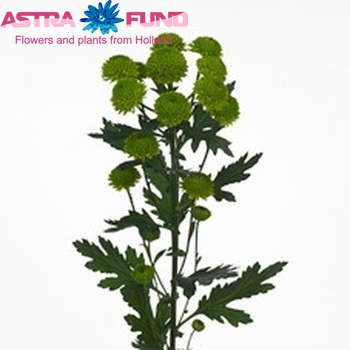 Chrysanthemum Indicum Grp tros santini Grassly photo