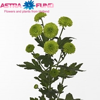 Chrysanthemum Indicum Grp tros santini Greenbird foto