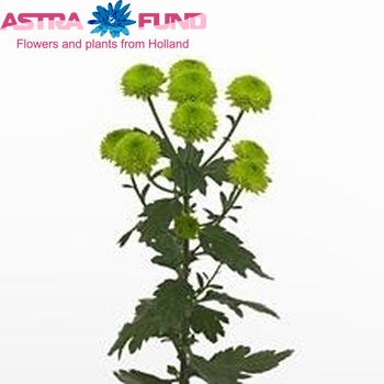 Chrysanthemum Indicum Grp tros santini Greenfield foto